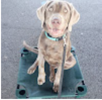 Lab, a Labrador from Bellevue, WA